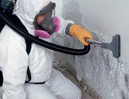 Reliable Seminole Manor, FL Mold Removal Services Solutions